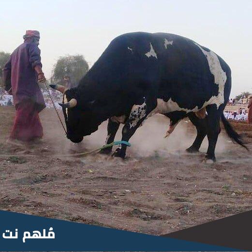 ما هو النيروز العماني