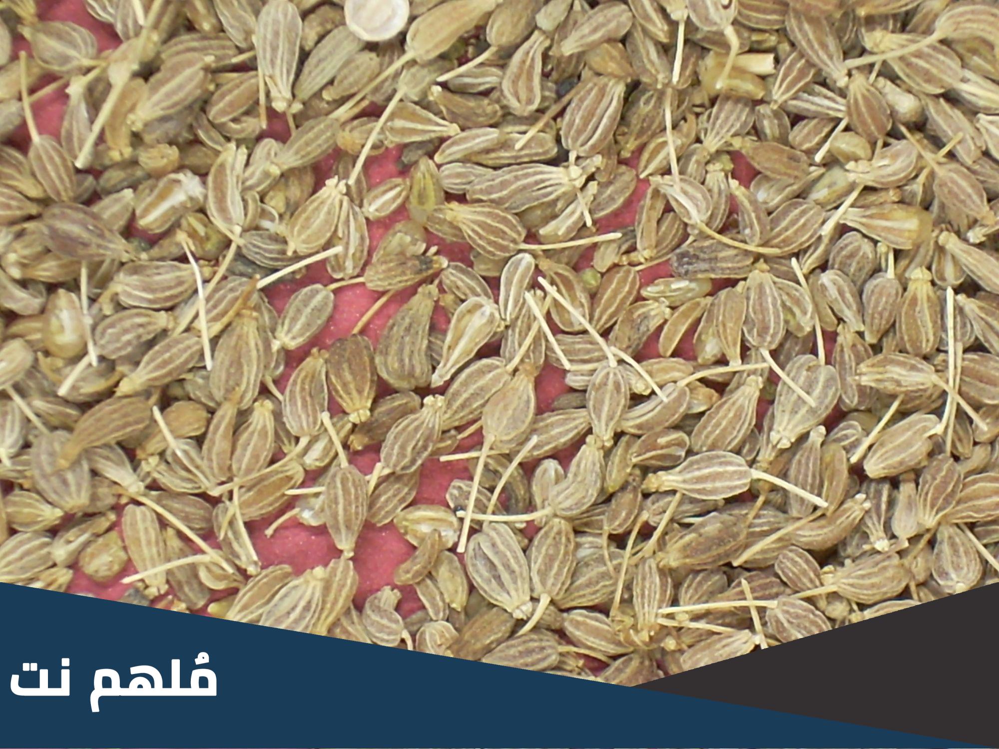 ما هو اليانسون بالمغربية