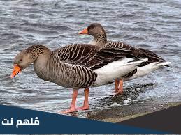 ما هو اول طير اليف ومعلومات عنه