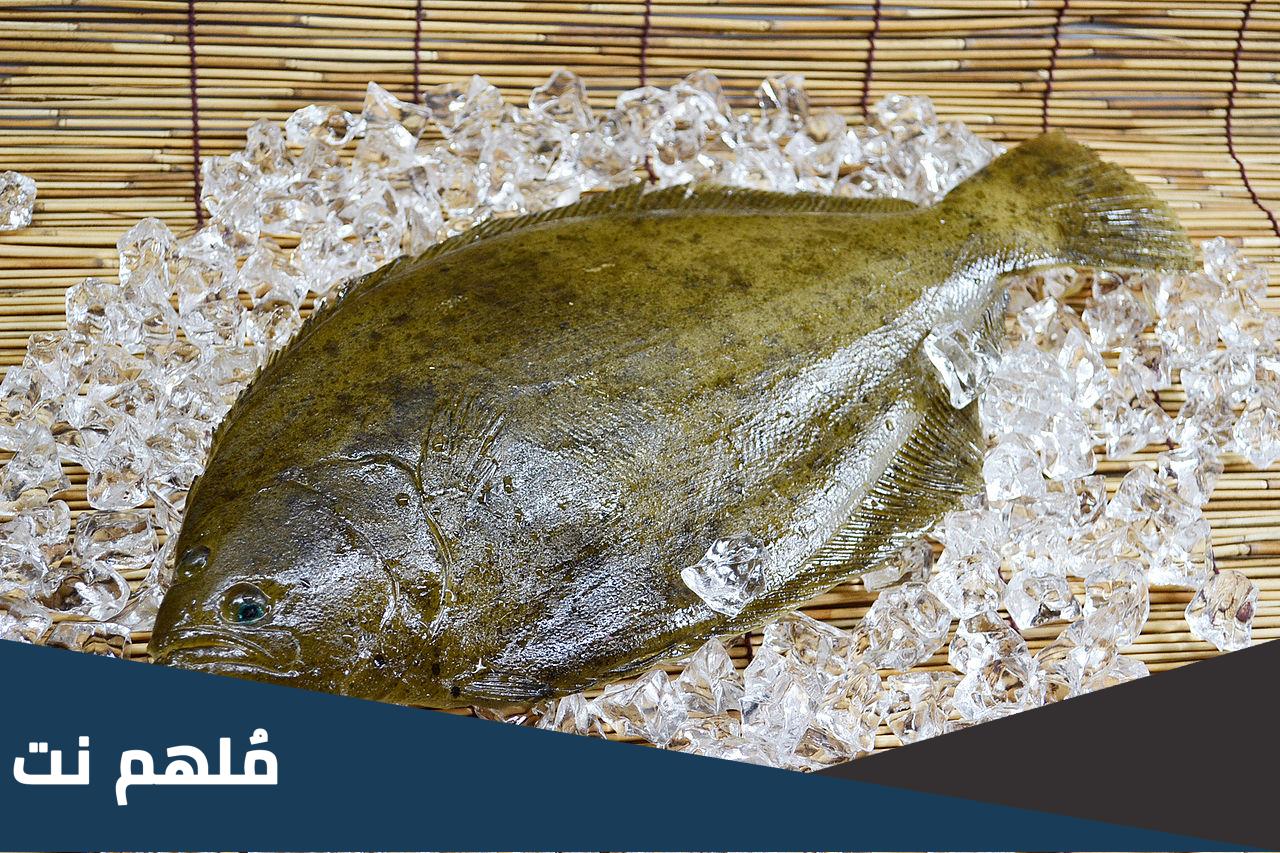 ما هي سمكة موسى ويكيبيديا