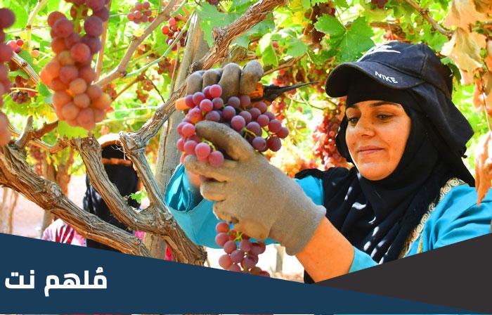 متى يتم جني العنب في المغرب