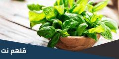 نبات عطري يكثر استعماله في المطبخ الايطالي، ما هو