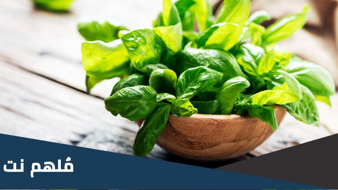 نبات عطري يكثر استعماله في المطبخ الايطالي، ما هو