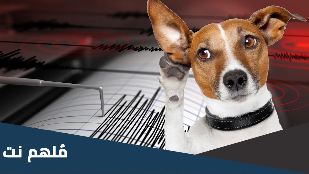 هل الحيوانات تحس بالكوارث