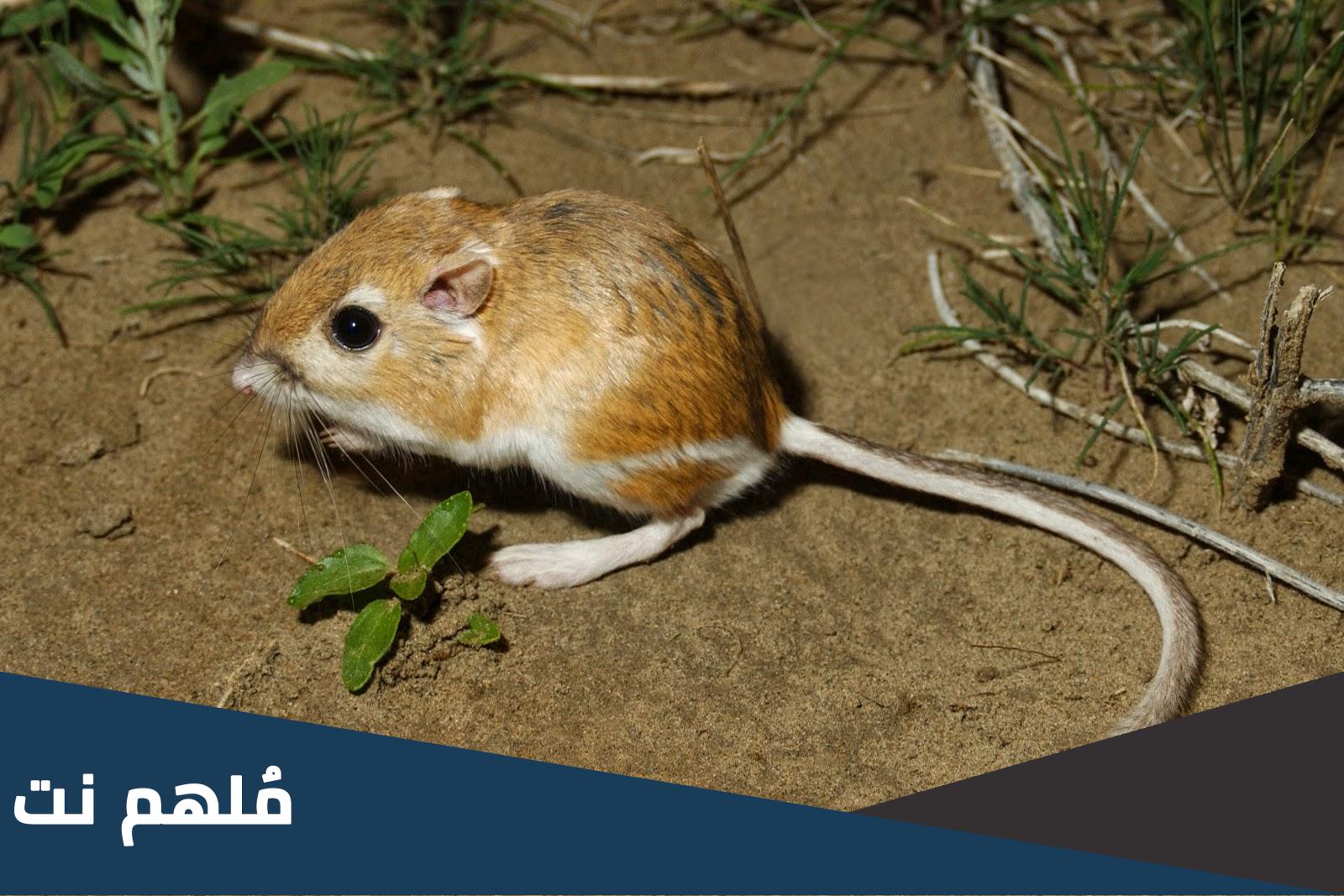 هل الكنغر يشرب الماء