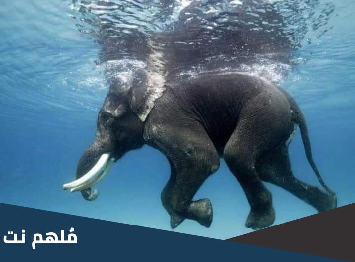 هل يستطيع الفيل السباحة في البحر