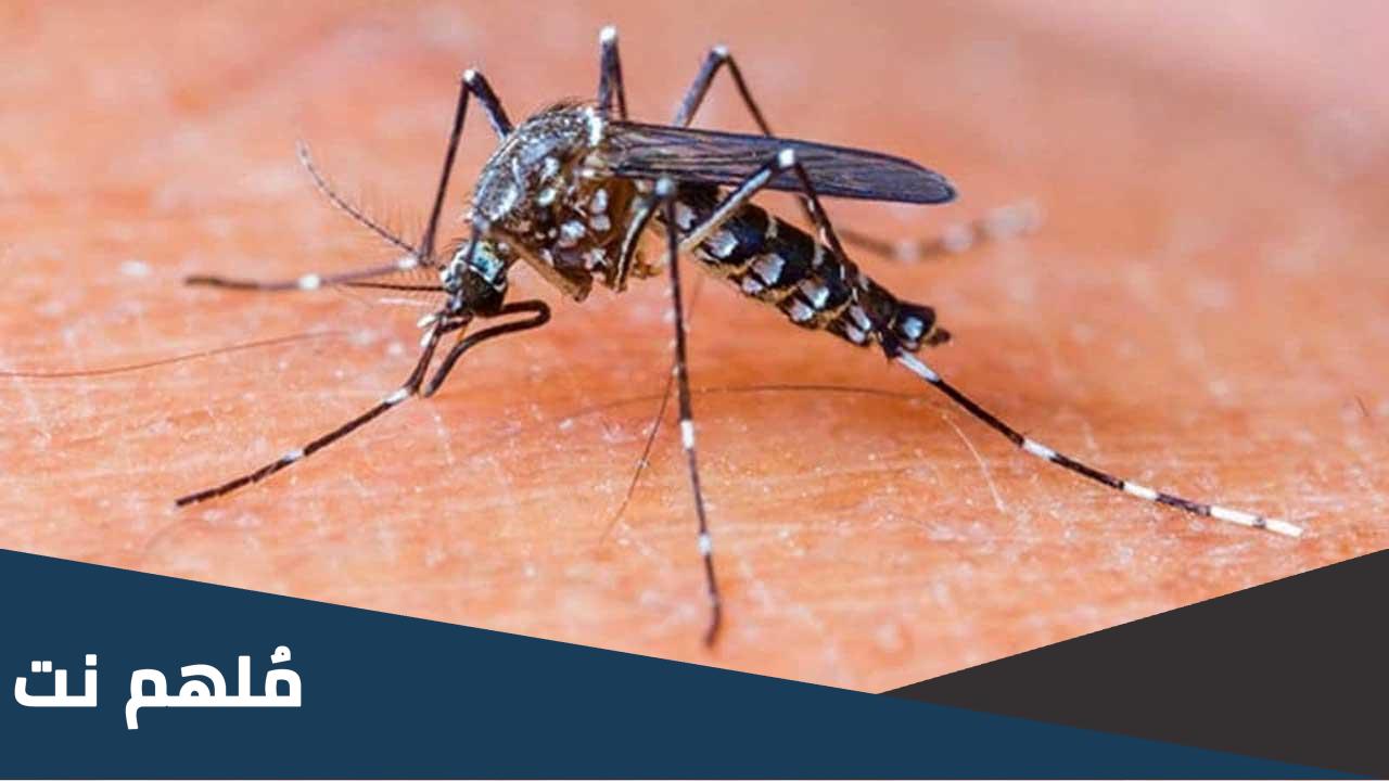 ماذا يوجد فوق البعوضة