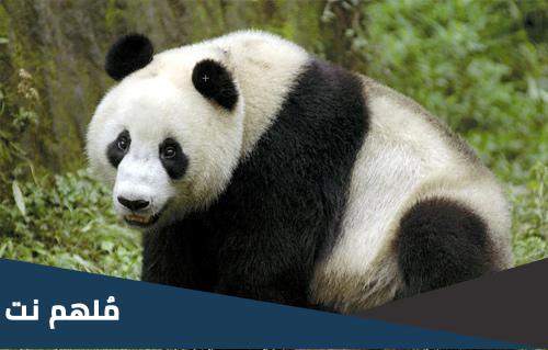 كم عدد الباندا في العالم 2023