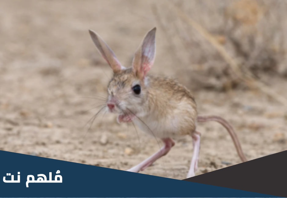 ما هو سرب اليربوع