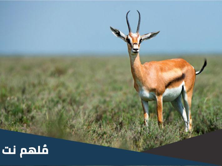ما هو حيوانك الروحي