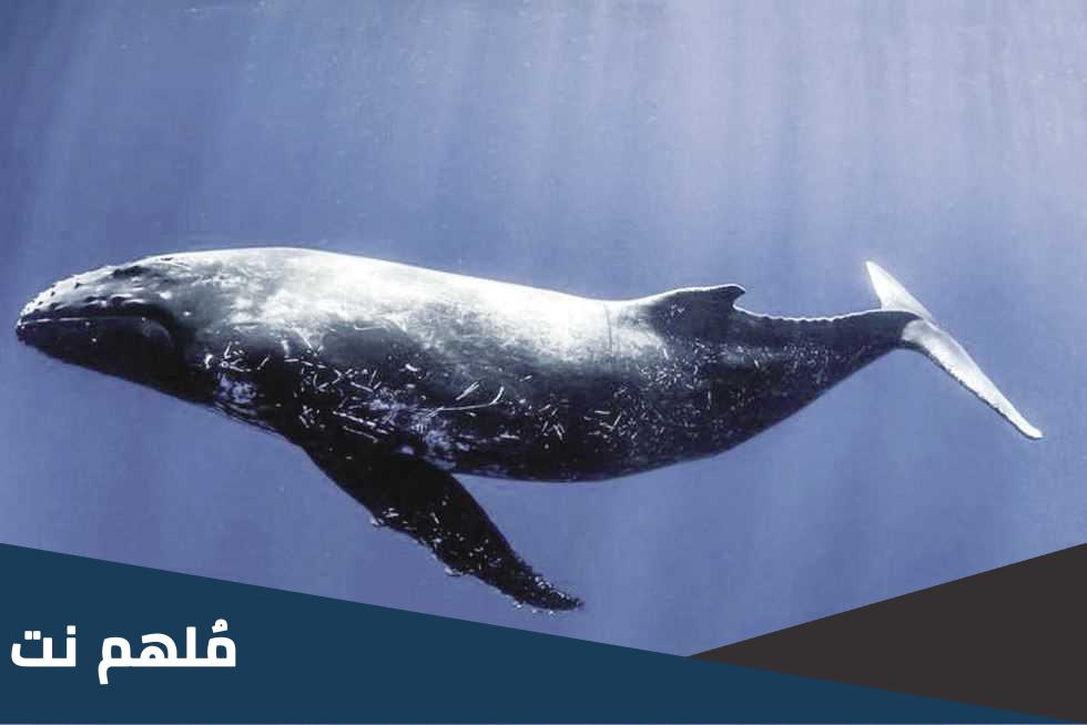 ما هو الحوت الذي تردده 52