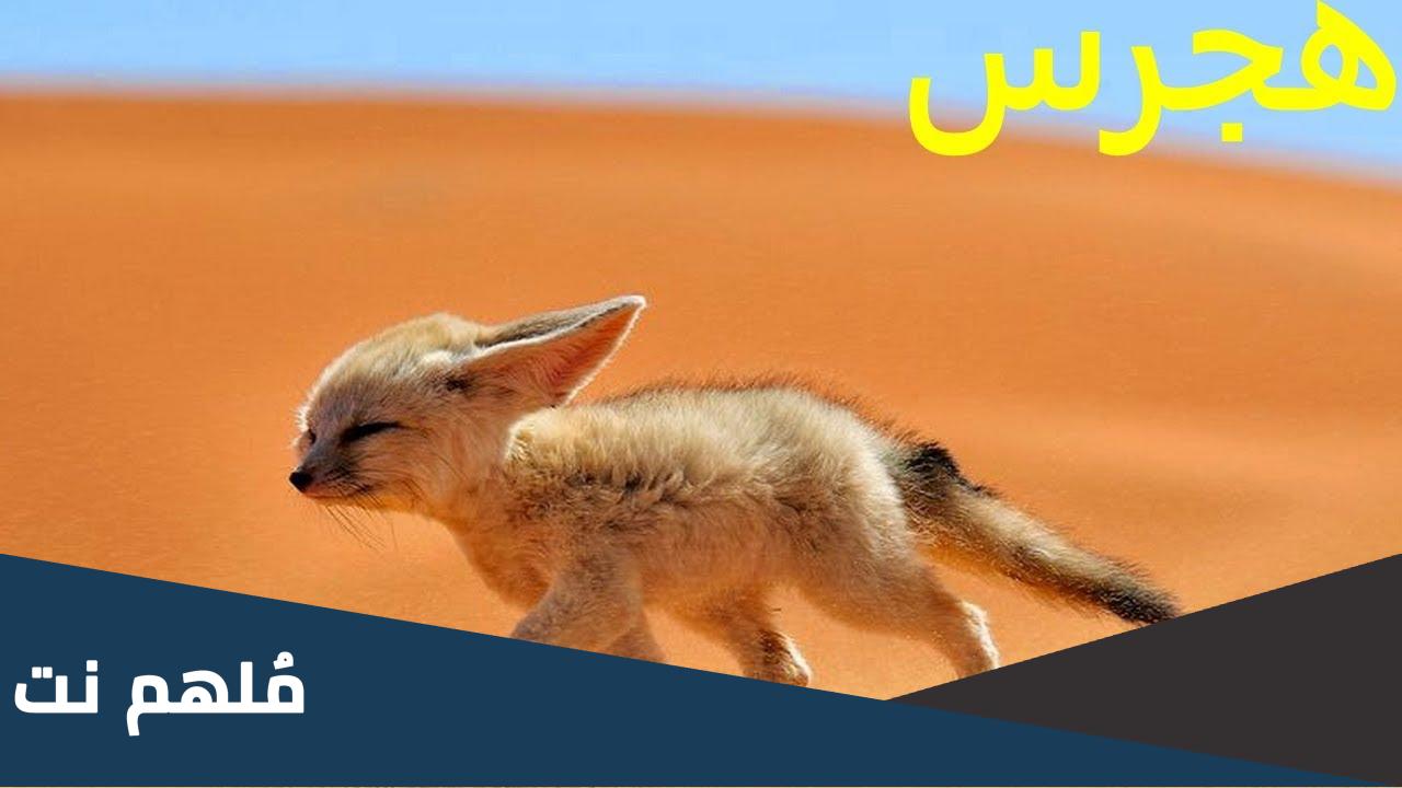 ابن الثعلب ماذا يسمى