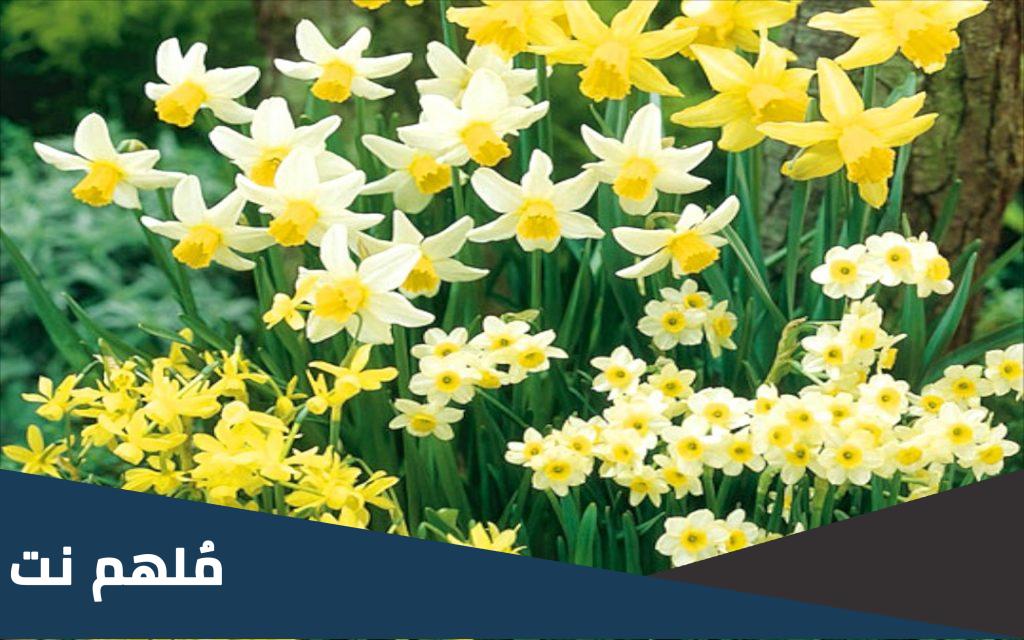 اي الازهار يرتبط بعيد الام
