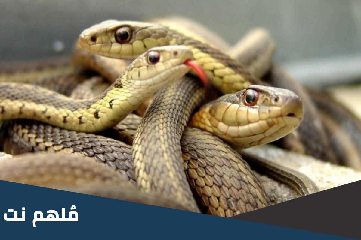 اين توجد حاسة الشم لدى الثعبان