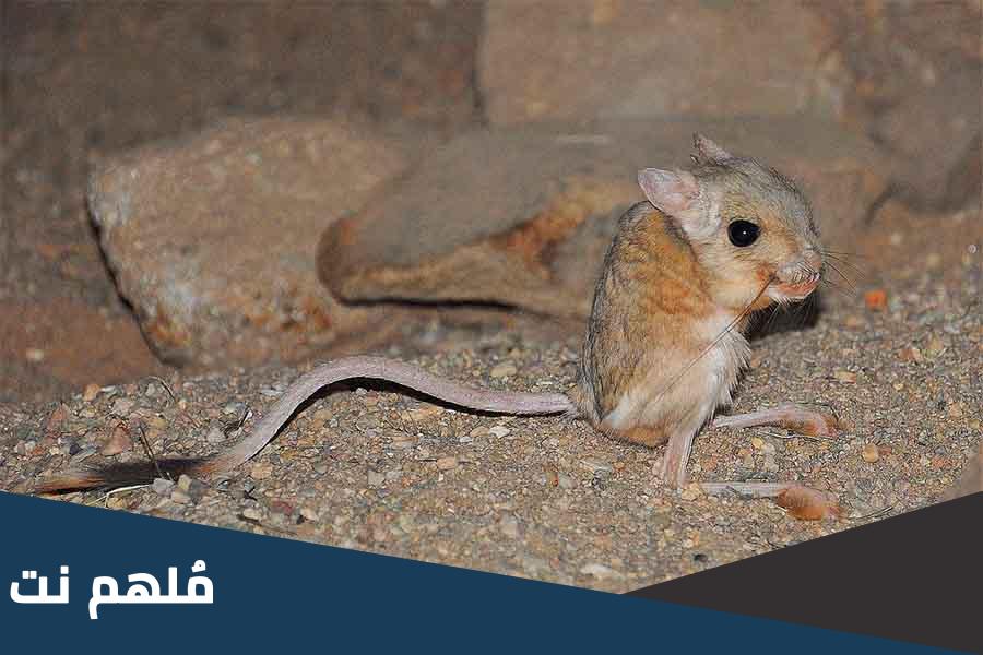 بيت اليربوع ماذا يسمى