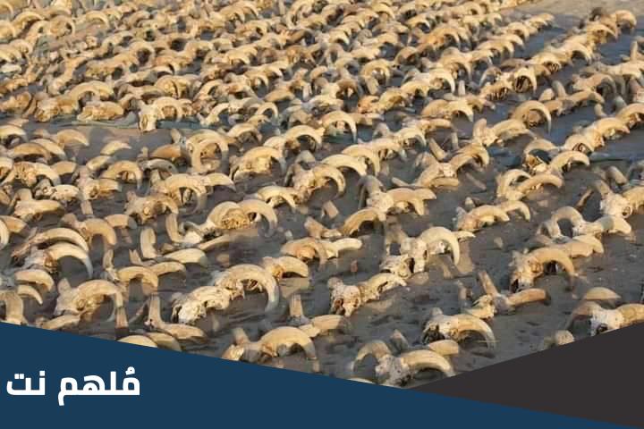 تفاصيل اكتشاف عدد كبير من الحيوانات المحنطة