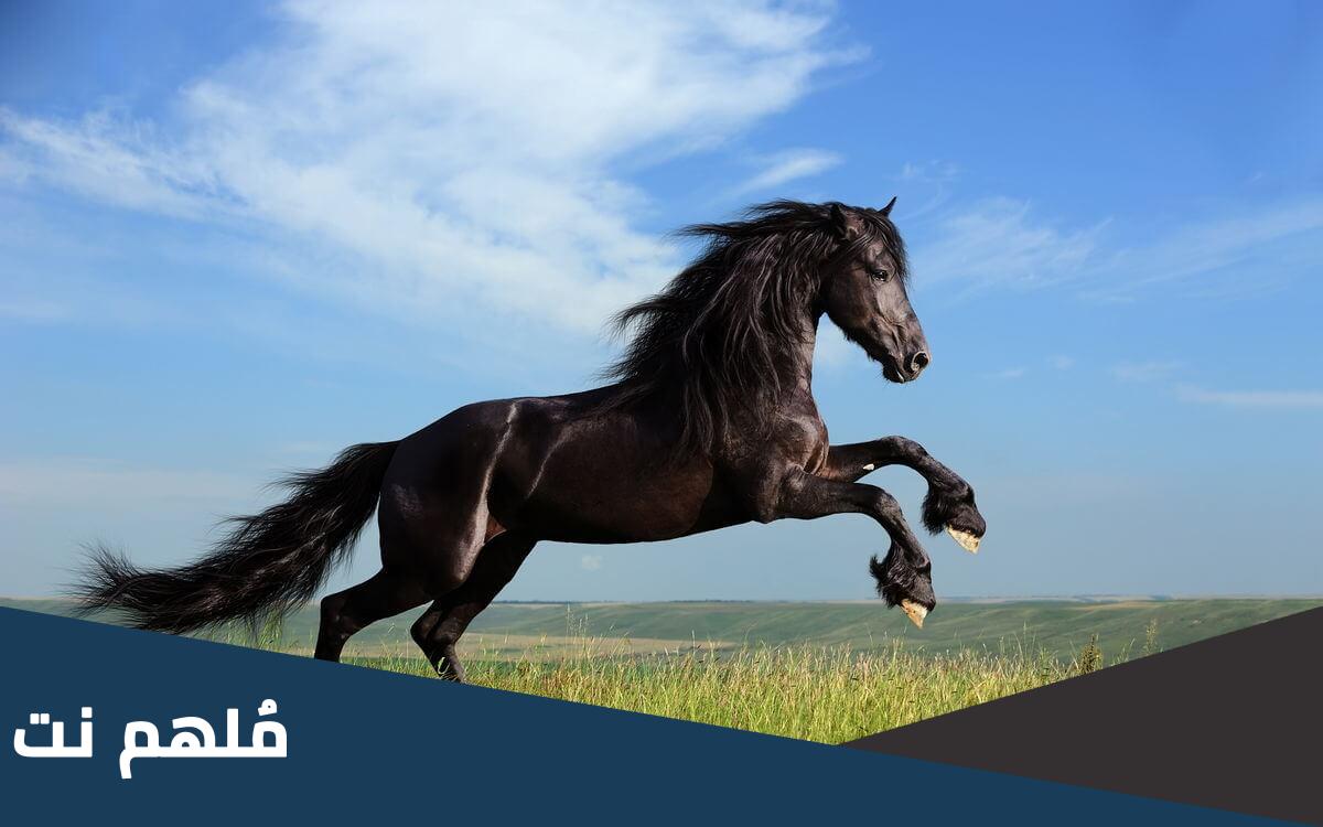 زوجة الحصان ما اسمها