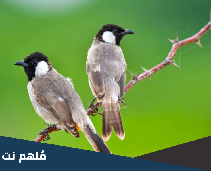 صوت البلبل من 5 حروف