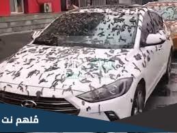 قصة السماء تمطر ديدان في الصين التفاصيل