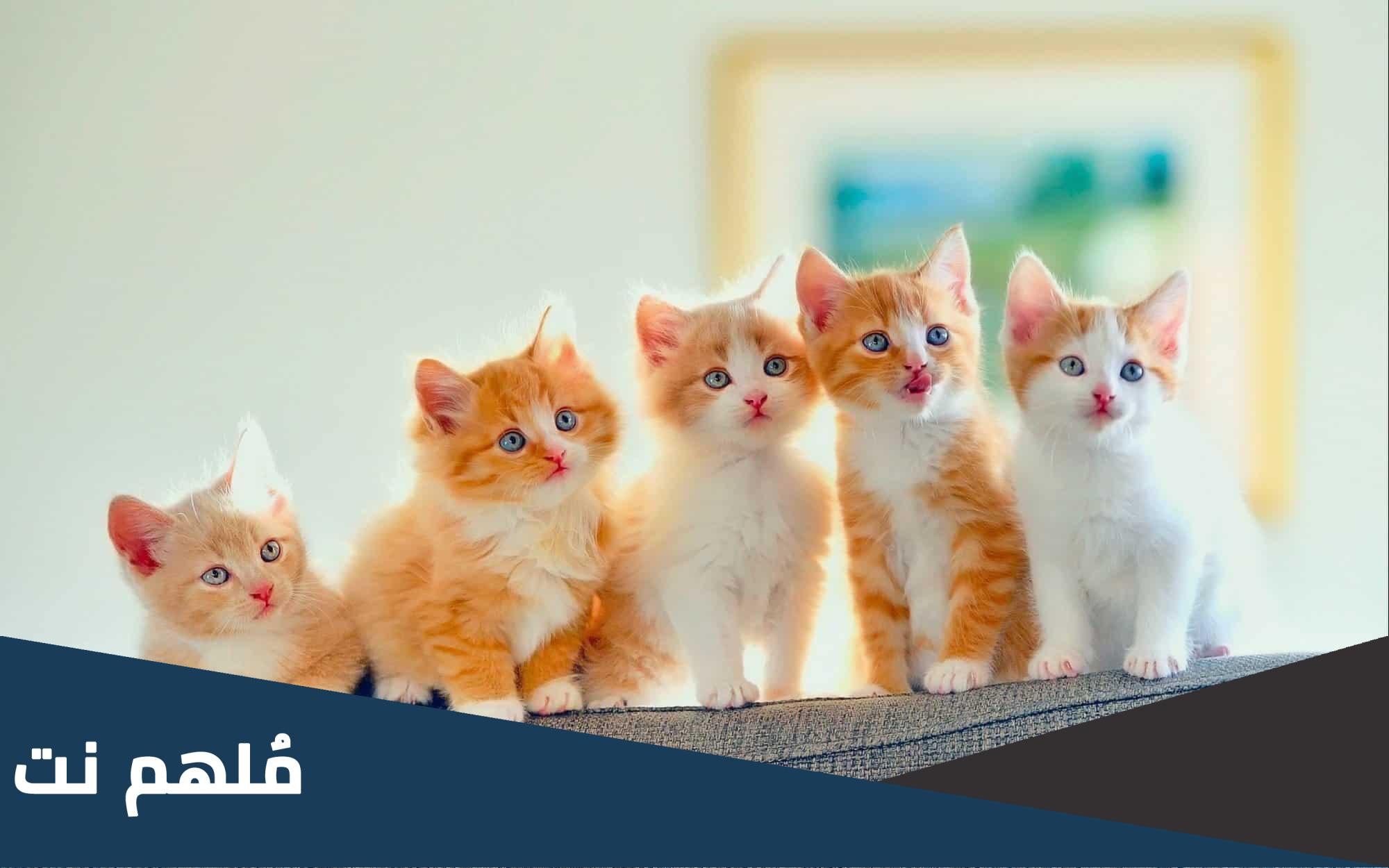 كم تبلغ عدد انساب القط