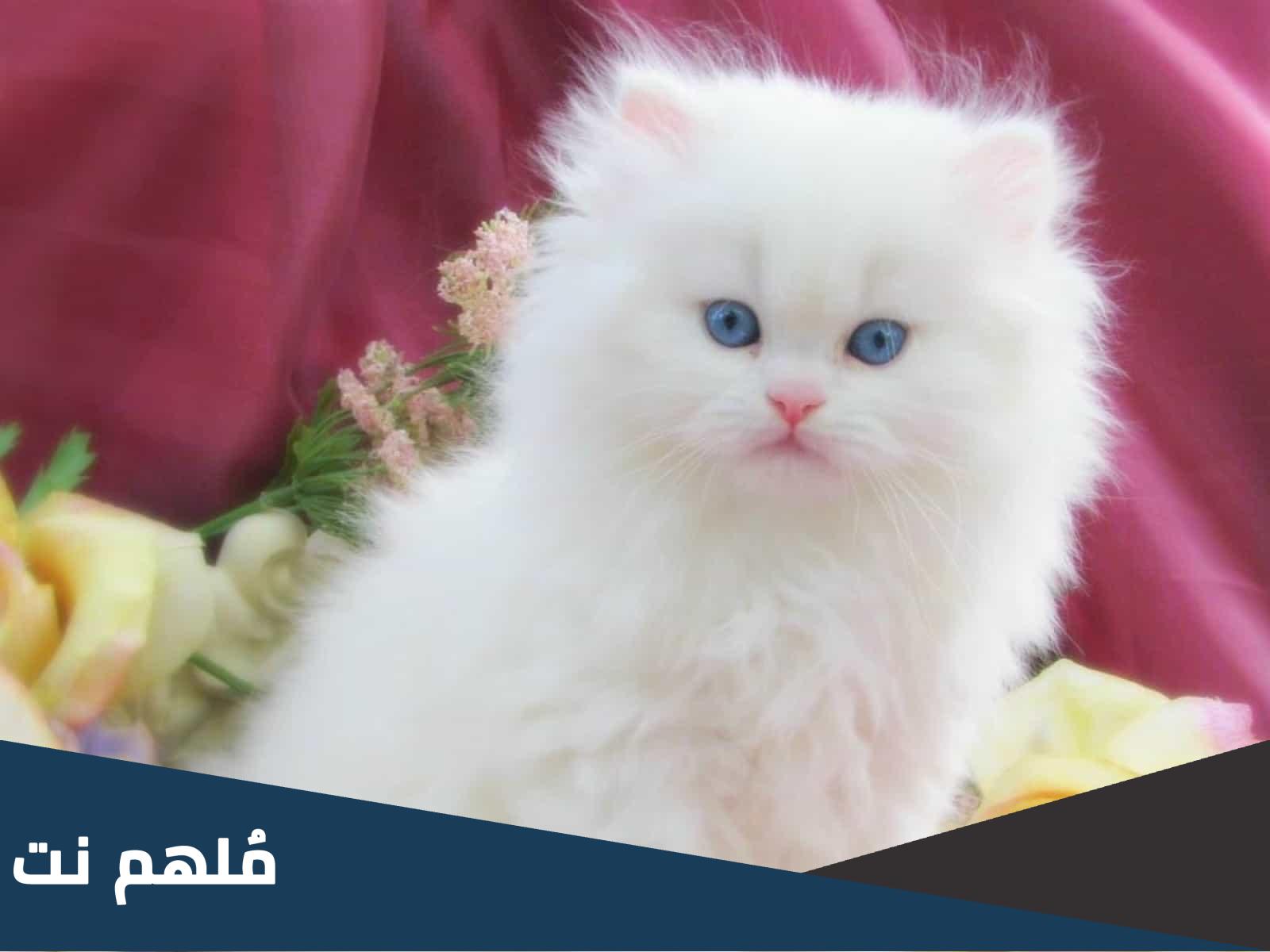 كم تلد القطة أول مرة
