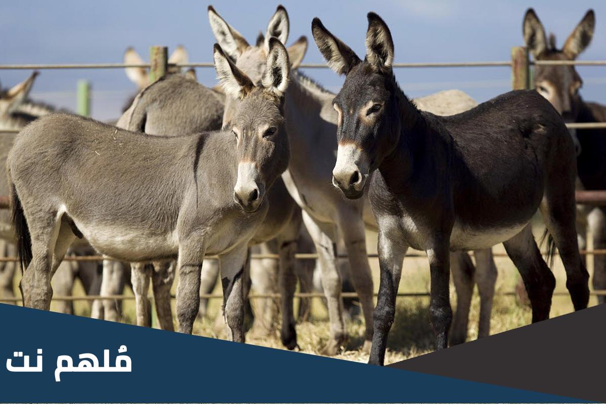 كيف تصبح حمار في ثلاث أيام