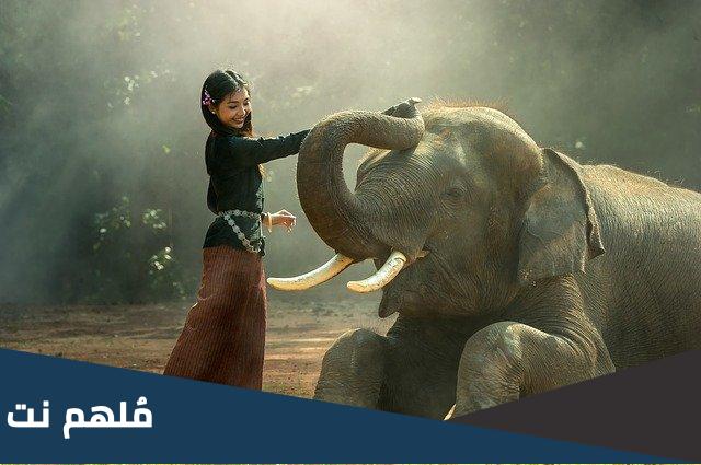 لماذا الفيل يقوم بالسباحه بالشورت الاخضر