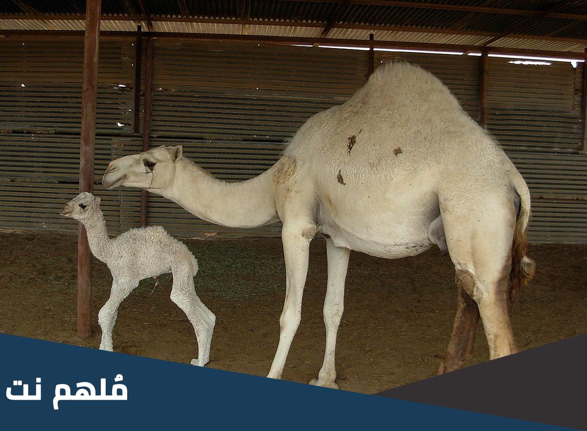 لماذا تضرب الناقة ولدها