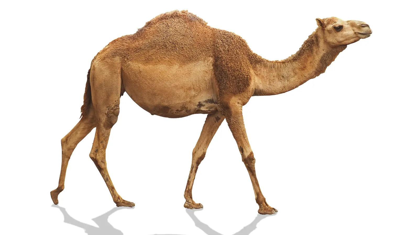 ما هو الحيوان الذي خلق في السماء وما في الارض