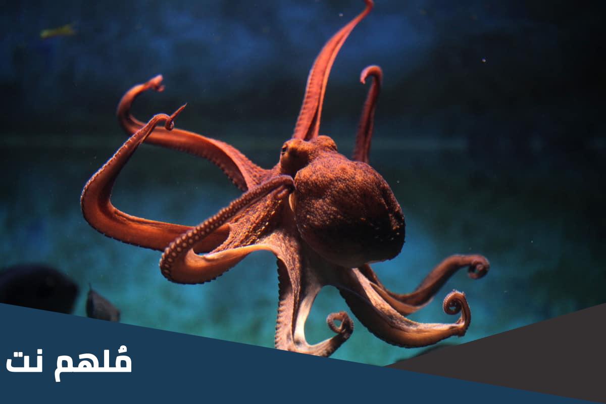 ما هو الحيوان الذي لديه ثلاث قلوب