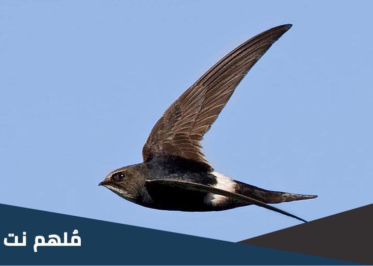 ما هو الطائر الذي لا يستطيع ملامسه الارض ابدا