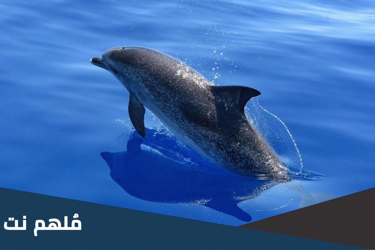 ما هو نمط تنفس الدلفين