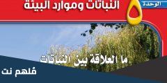 ما هي العلاقة بين النباتات والصيدلة
