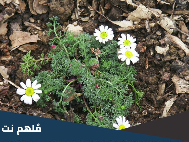 ما هي سرة الكبش
