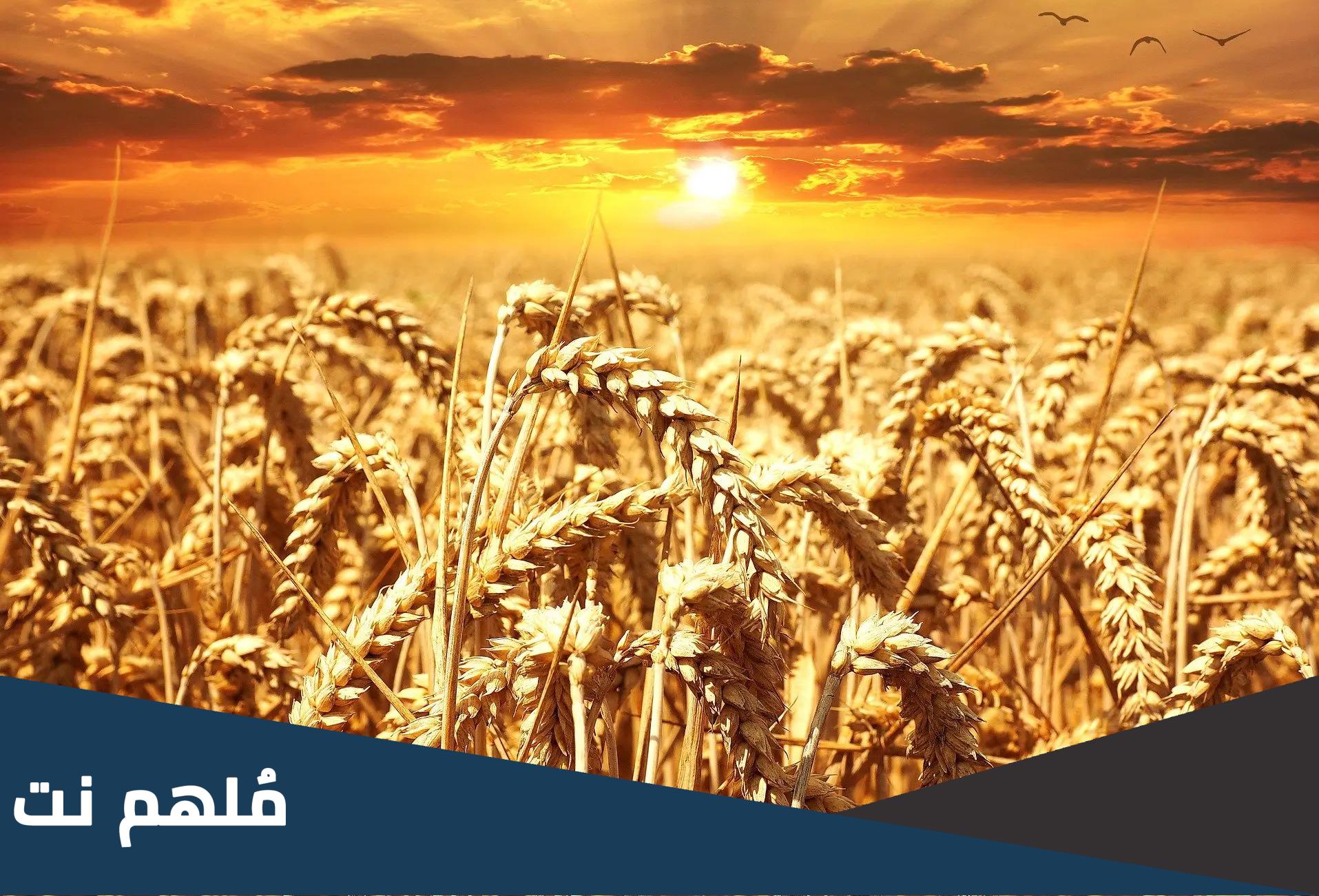 من القائل انثروا القمح على رؤوس الجبال عند الشيعة