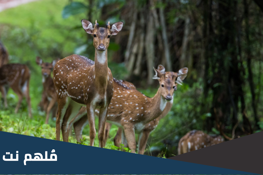 من اين يستخرج المسك