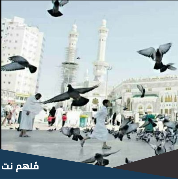من هو حمامة المسجد