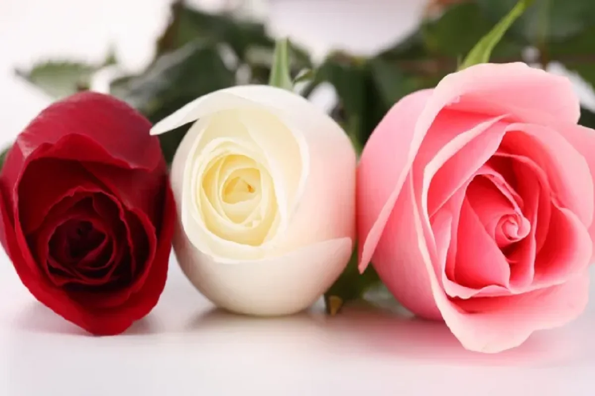 مواليد ايمان العاصي