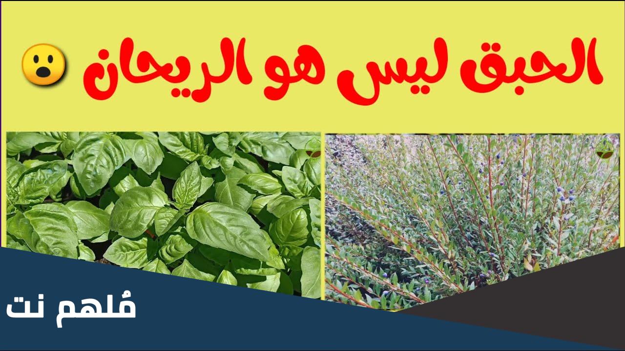 هل الحبق هو الريحان