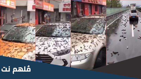 هل السماء تمطر ديدان في الصين