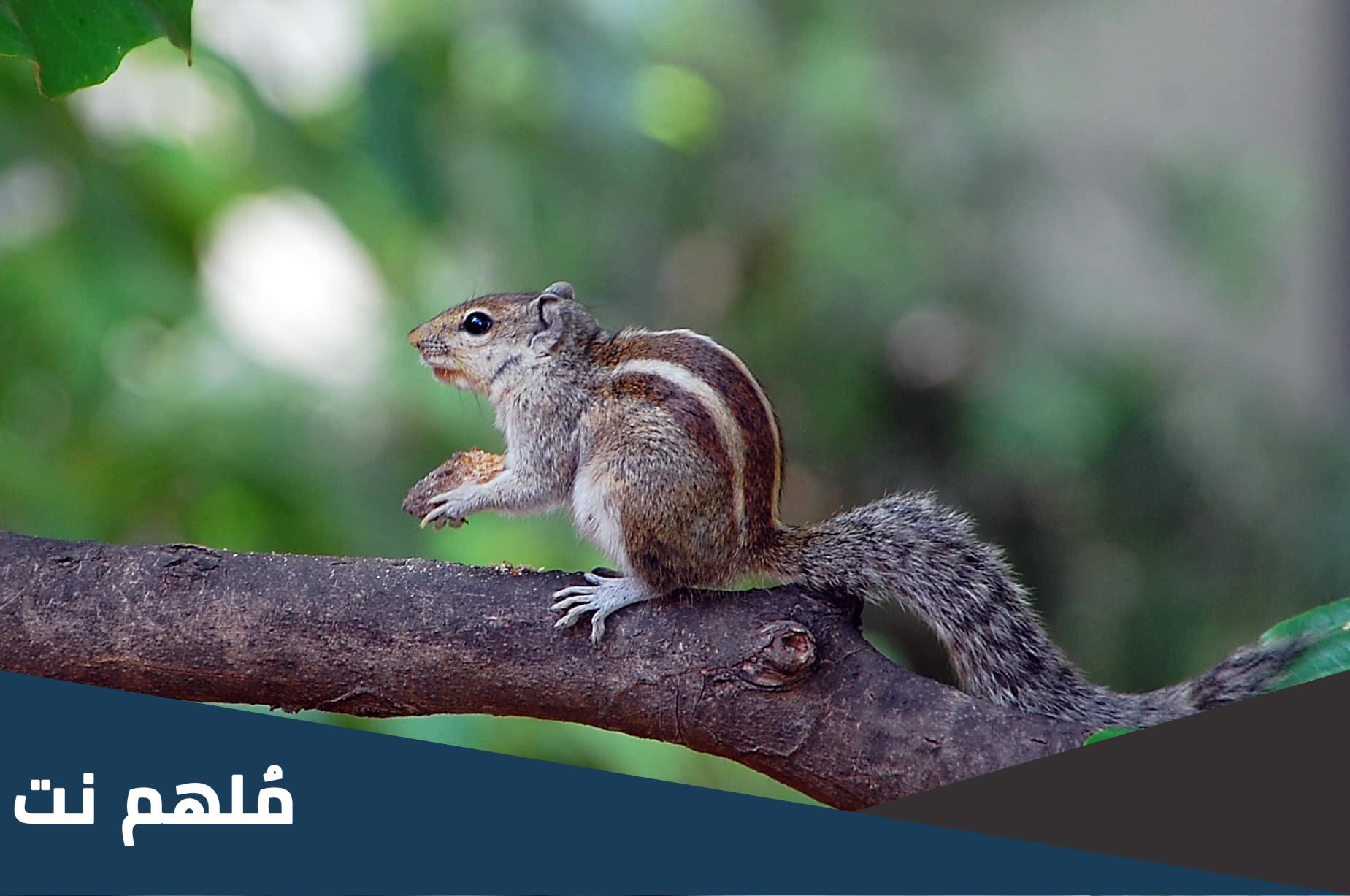 هل السنجاب من اكلات العشب