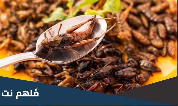 هل يسمح باستخدام الحشرات في الطعام بالمملكة