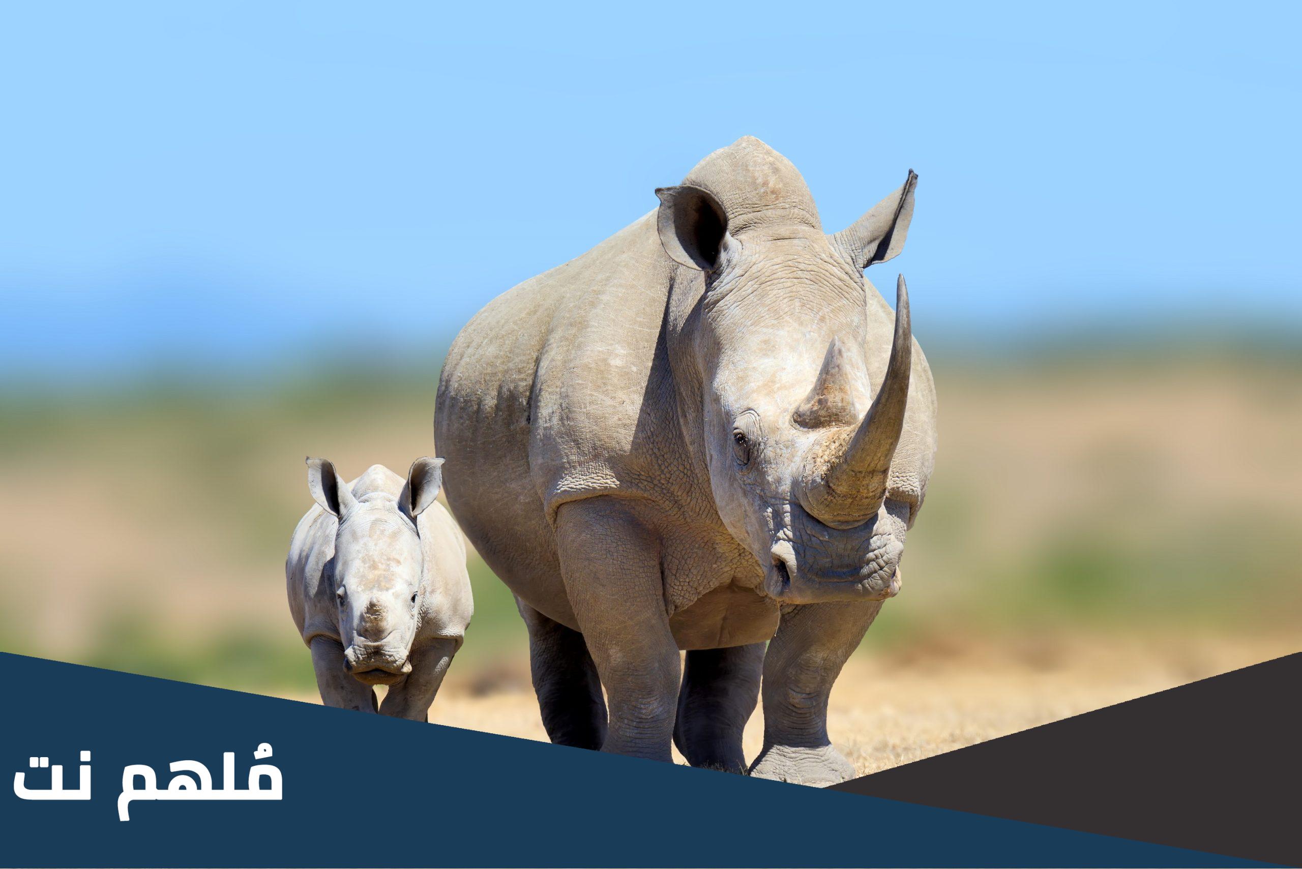 وحيد القرن هو الحيوان الوطني لأي بلد