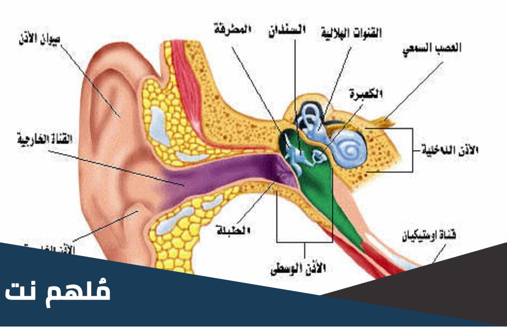 كم عدد الخلايا السمعيه في الاذن