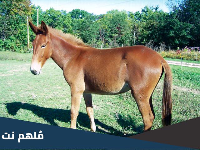 ما اسم البغله التي اهداها المقوقس لرسول الله