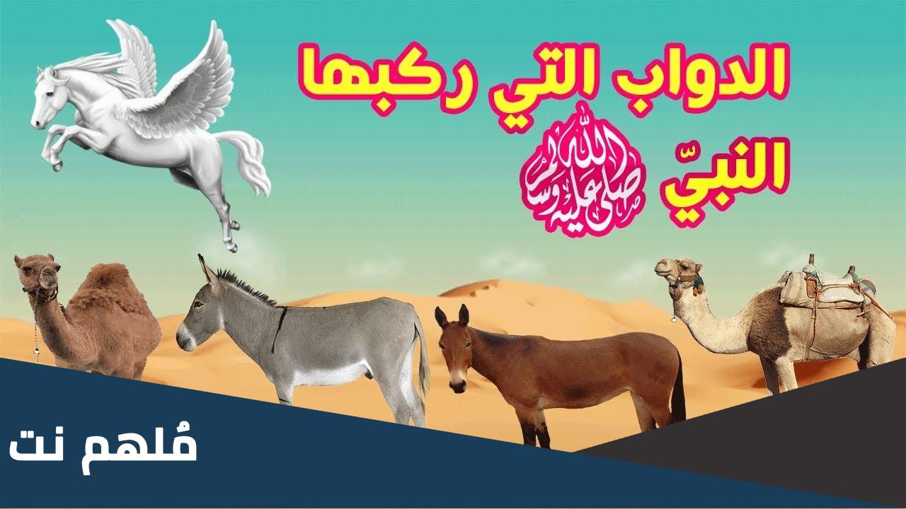 ما اسم الدابه التي ركبها الرسول