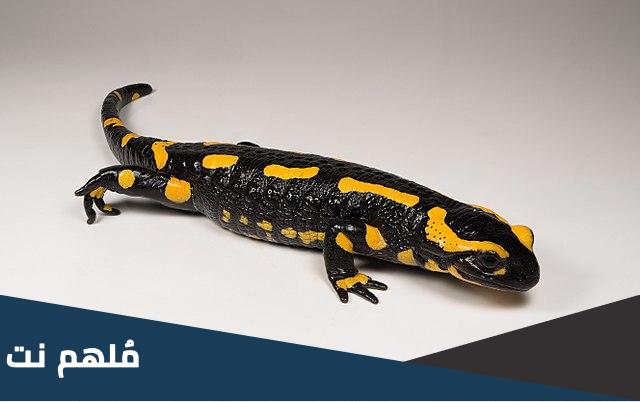 ما هو الحيوان الذي لا يحترق في النار