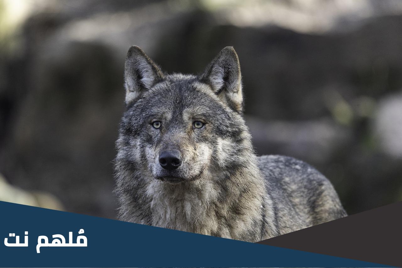 ماهو الحيوان الذي يبر والديه ويراعيهم عند الكبر ولايتزوج من محارمه ولايخون زوجته