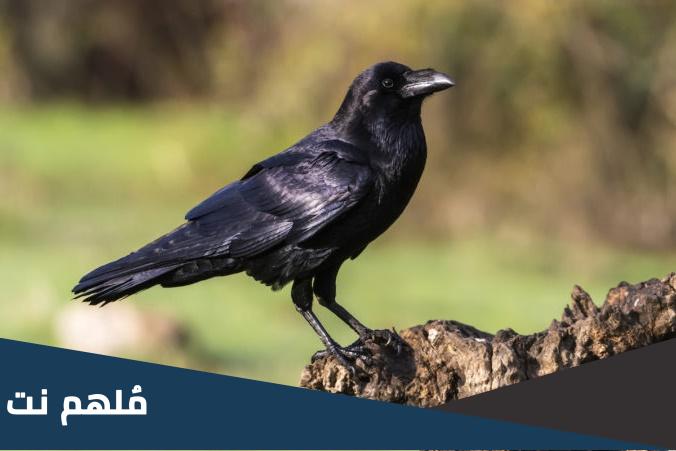 ماهو الطائر الذي علم الانسان دفن الموتى