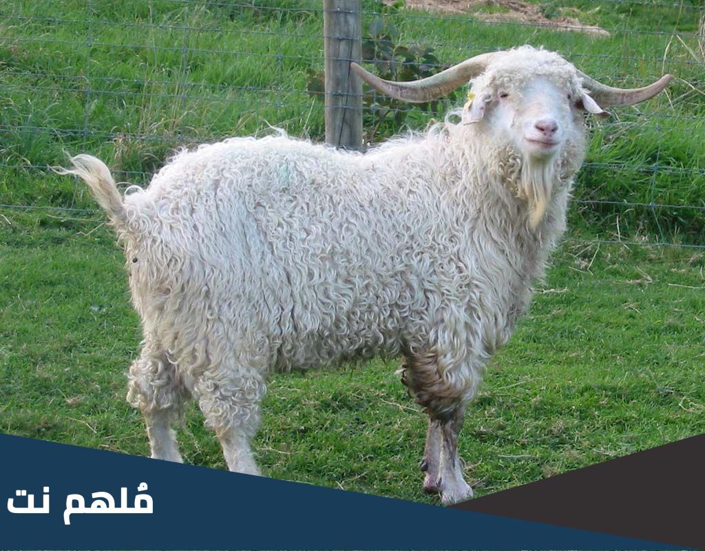 ماهو سحر الماعز